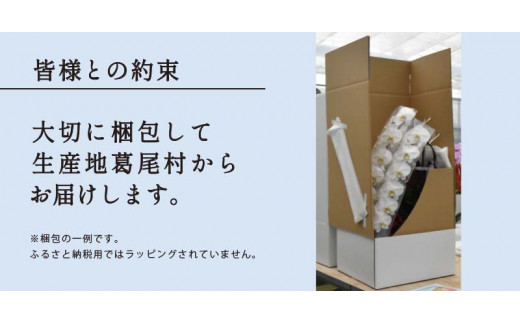 【鴻巣花き市場品評会で最高賞受賞】白大輪コチョウラン5本立て　２０２４年度受付