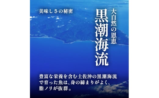 ～四国一小さなまち～ 活き〆天然真鯛 約1.5kg 1尾（鱗・エラ・内臓除去済）1.5キロ 真鯛 マダイ まだい 活き締め 刺身 さしみ お寿司 カルパッチョ 魚 海鮮 魚介 新鮮 国産 おかず 和食