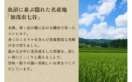 【令和6年産新米】【定期便6ヶ月毎月お届け】新潟県加茂市七谷産コシヒカリ 精米5kg 白米 捧運次商店 定期便