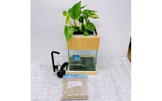 水槽セット ろ過 ポンプ 植物 癒し 水替え不要20cm 型基本+木枠台セット※2025年3月20日まで北海道への発送不可（低温で商品が枯れるため）