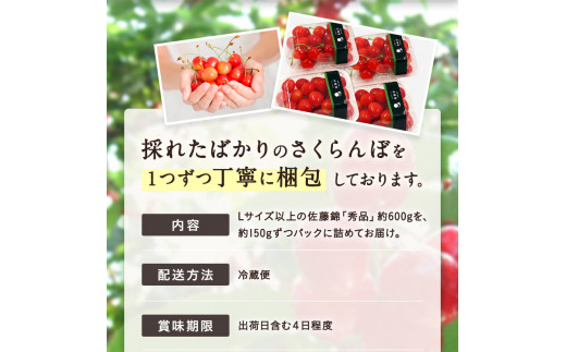 【2024年6月発送】「秀品」さくらんぼ佐藤錦約600g（L以上・150g×4パック詰）_H109(R6)