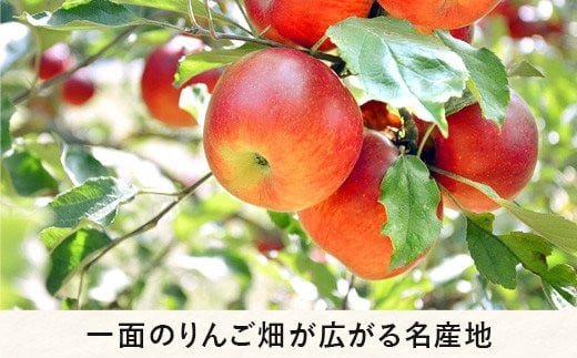 りんご 紅将軍 家庭用 3kg 永野農園 沖縄県への配送不可 2024年9月下旬頃から2024年10月上旬頃まで順次発送予定 令和6年度収穫分 信州 果物 フルーツ リンゴ 林檎 長野 予約 農家直送 長野県 飯綱町 [0798]