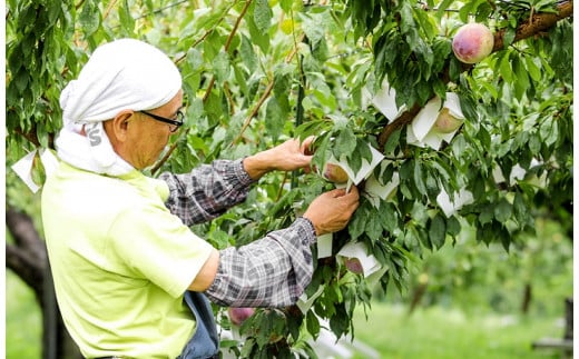 手間暇かけて栽培しても、贈答用にはなれない「中玉」の貴陽が一定数出てしまいます。