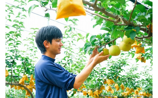 145．【予約受付中】【産地直送】鳥取県の梨「新甘泉」秀品　５kg　８～１４玉