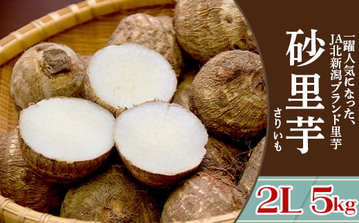 聖籠産 砂里芋（さりいも）2L 5kg【JA北新潟ブランド里芋】2024年11月中旬頃～発送予定