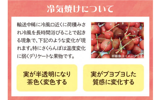 《先行予約》さくらんぼ 朝採り 大玉（２Ｌ以上） 紅秀峰 バラ 約500g 【2024年6月20以降～発送予定】【022-002】