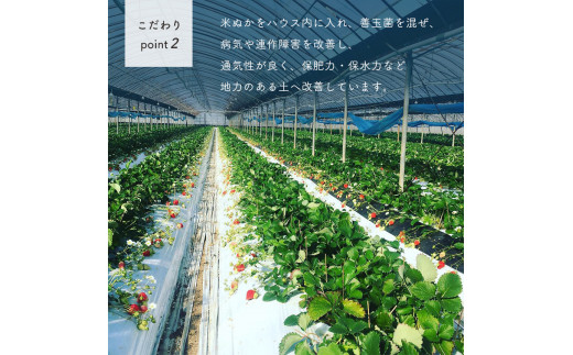 【1月以降発送】 熊本たまな産 イチゴ ゆうべに 約1000g （ 250g × 4パック ） | フルーツ 果物 くだもの 苺 いちご 熊本県 玉名市