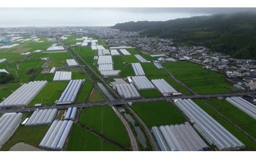 100-02　≪朝採れ新鮮！まっことうまいぜよ≫高知県安芸市産ナス　3㎏