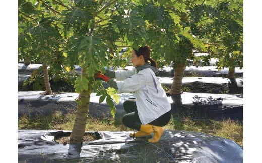 栽培は全工程、農薬・化学肥料不使用なので安心してお召し上がりください。