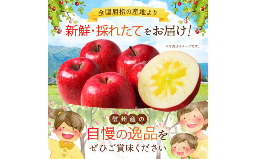 りんご サンふじ 訳あり 3kg |  果物 くだもの フルーツ りんご リンゴ 林檎 サンふじ さんふじ サンフジ 訳あり アップル 信州 特産品 千曲市 長野県