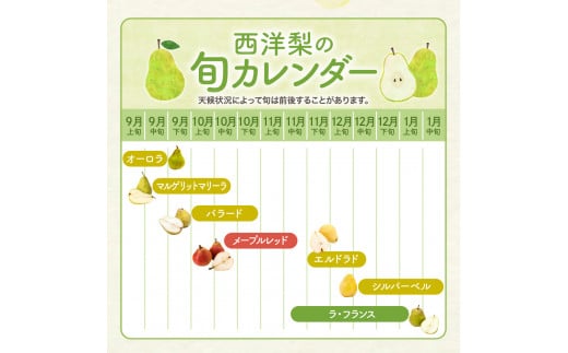 【令和6年産 先行予約】西洋梨メープルレッド2kg　秀品　化粧箱入り 山形県 東根市 東根農産センター提供 hi027-140