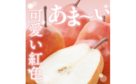 【令和6年産 先行予約】西洋梨メープルレッド2kg　秀品　化粧箱入り 山形県 東根市 東根農産センター提供 hi027-140