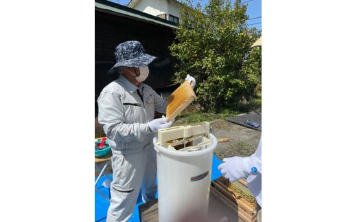 【開成あじさいの里からお届け】開成町の百花ミツ　６００ｇ【 神奈川県 開成町 】