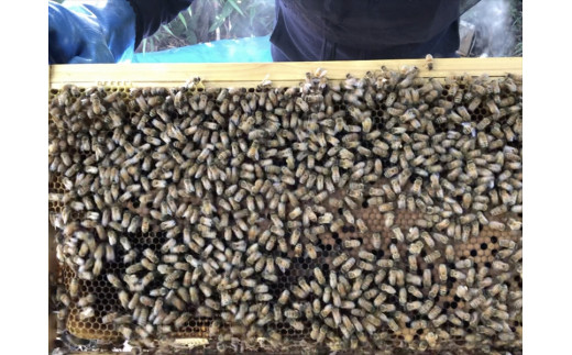 【開成あじさいの里からお届け】開成町の百花ミツ　６００ｇ【 神奈川県 開成町 】