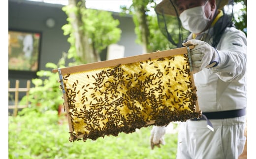 【開成あじさいの里からお届け】開成町の百花ミツ　６００ｇ【 神奈川県 開成町 】