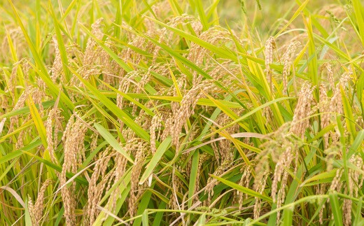 みずほファーム UKIHA RICE 白米5kg 2024年10月20日より順次出荷予定