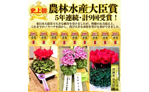 アジサイ  鉢花 鉢植え サニーデイズ（ブルー系絞り） 花 ギフト 農林水産大臣賞受賞 母の日【10036】