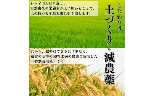 【令和6年産新米】 こしひかり 精米 5kg せいまい 米 こめ コメ 新潟県 産 おすすめ オススメ