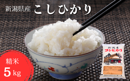 【令和6年産新米】 こしひかり 精米 5kg せいまい 米 こめ コメ 新潟県 産 おすすめ オススメ