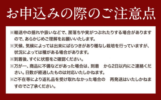 デラウェア【2025年先行予約】デラウェア (種なしぶどう) 2L サイズ 内容量 約2.4kg 16房入り (8パック) 麻野農園《2025年6月下旬-7月下旬頃出荷》大阪府 羽曳野市 ぶどう 果物 フルーツ 葡萄 マスカット