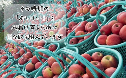 【1月発送】【里いちみfarm】青森県津軽のりんご　特選「サンふじ・王林」約5kg