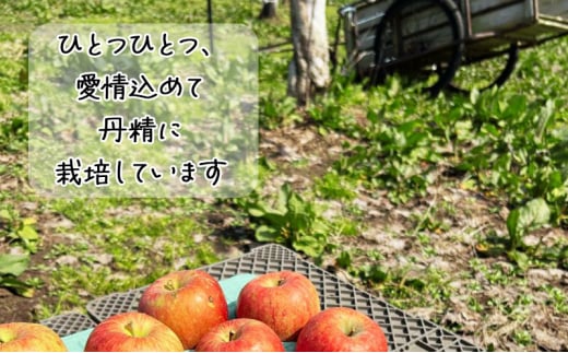 【1月発送】【里いちみfarm】青森県津軽のりんご　特選「サンふじ・王林」約5kg