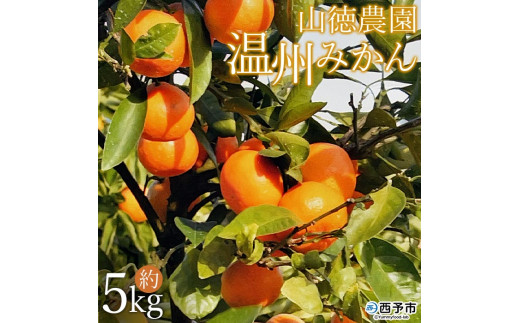 山徳農園「温州みかん」５kg（数量限定）