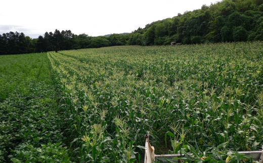 ＜2025年9月上旬よりお届け＞【朝採り】北海道壮瞥産 白いとうもろこし「雪の妖精」Lサイズ12本(約4kg)【 ふるさと納税 人気 おすすめ ランキング ホワイトコーン 雪の妖精 白い 白 トウモロコシ とうもろこし 野菜 甘い 北海道 壮瞥町 送料無料 】 SBTQ001