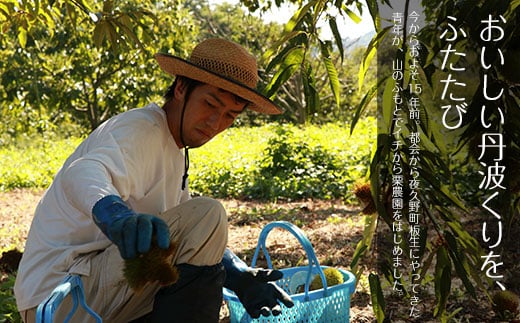 【先行予約11月下旬発送】大好評！秦栗園のあま～い氷蔵丹波栗 岸根2L むき500g【第1回福知山市ええもん認定】【熟成】  ふるさと納税 栗 くり 人気 和 スイーツ 高級 和菓子 栗菓子 ギフト プレゼント お取り寄せ グルメ 京都府 福知山市　※沖縄・離島配送不可