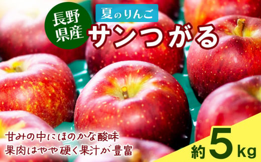 夏のりんご サンつがる 5kg ❘ 果物 フルーツ りんご リンゴ 林檎 信州りんご 信州産 長野県産りんご つがる サンつがる 千曲市 長野県 信州 先行予約