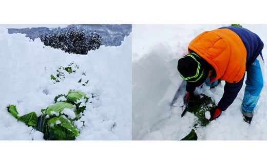 雪の中で旨みが凝縮!柔らか食感!「雪掘(ゆきほり)ロールキャベツ」1kg(コンソメ・デミ各1パック)【1211179】