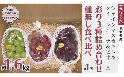 【 先行予約 】 茨城県産【 彩り3種 】シャインマスカット クイーンニーナ ピオーネ 詰め合わせ 種なし 食べ比べ 約1.6kg 各1房 (茨城県共通返礼品 かすみがうら市) 2025年9月中旬発送開始 久保田果樹園 産地直送 フルーツ 甘い 直送 茨城 限定 ギフト ぶどう シャインマスカット クイーンニーナ ピオーネ 食べ比べ 詰め合わせ 果物 3種 [DH012sa]