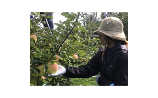 甘くてシャキシャキ!青森県産“ぐんま名月”　贈答用　5kg　蜜入りも!【1342668】