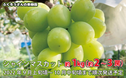 [No.5657-2840]シャインマスカット　約1㎏（約2～3房）《ふくろうさんの果樹園》■2022年発送■※9月上旬頃～10月中旬頃まで順次発送予定