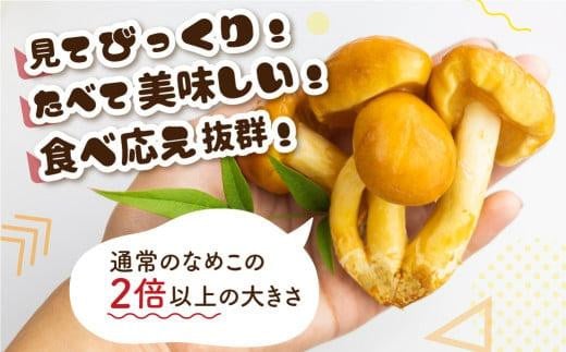 飛騨ジャンボなめこ約180g×4パック入り 国産なめこ きのこ 生なめこ 大きい ジャンボサイズ なめ茸 希少 珍しい  鍋 日付指定可 なめこファーム  KN001