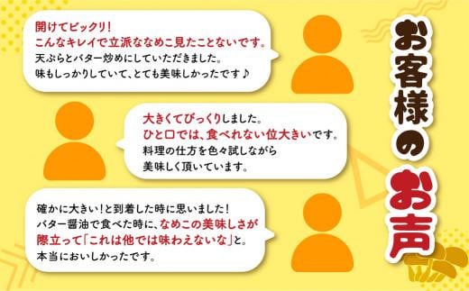 飛騨ジャンボなめこ約180g×4パック入り 国産なめこ きのこ 生なめこ 大きい ジャンボサイズ なめ茸 希少 珍しい  鍋 日付指定可 なめこファーム  KN001