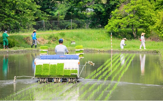 【令和5年産】日野町産 いとうさんし米セット 3種各1.5kg（計4.5kg）[ コシヒカリ にこまる みずかがみ ]