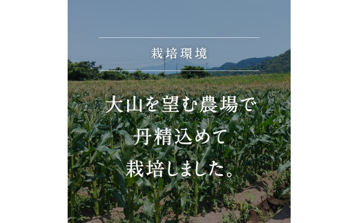 【KN02】南部町産 朝採れスイートコーン5kg箱 食べくらべセット（ドルチェドリーム・ホワイトショコラ）＜数量限定＞