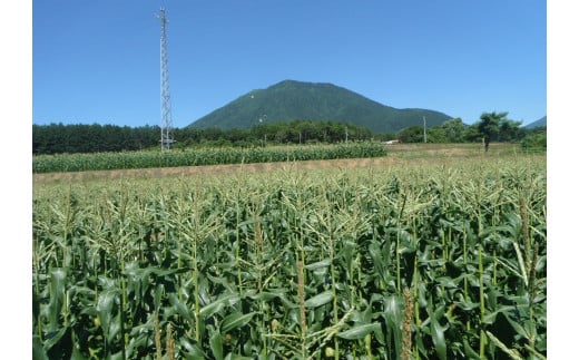 返礼品では新鮮なトウモロコシのおいしさを楽しんでいただくため、採れたてをお送りします。到着後はできるだけ早くお召し上がりください