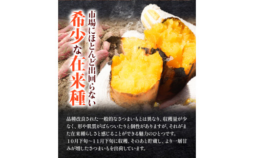 和歌山県の さつまいも 在来種【訳ありご家庭用】 5kg《12月中旬‐4月下旬頃出荷》和歌山県 日高川町 みはらファーム さつま芋 薩摩芋 わけあり さつまいも いも さつま芋 サツマイモ 訳ありさつまいも 訳ありいも 家庭用