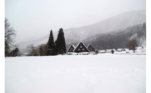 雪の下熟成珈琲コールドブリュー4本(風花2本・深雪2本)