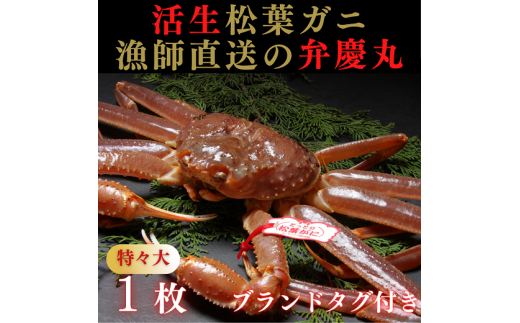 1242  松葉ガニ活生「特々大1枚」ブランドタグ付き(弁慶丸)【到着日指定不可】