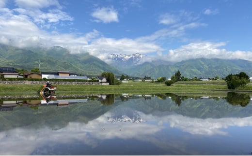 【定期便/農家直送】長野県産「風さやか」（5kg×3回）【栄屋ファーム】[№5659-1253]