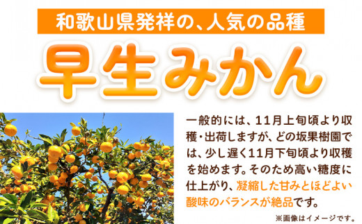 みかん 和歌山 訳あり 早生 みかん 10kg ( サイズ おまかせ ) どの坂果樹園《12月上旬-1月末頃出荷予定》 和歌山県 サイズ 不選別 訳あり みかん わけあり みかん 10kg みかん