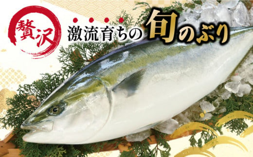 ぶり ブリ 鰤 ぶりしゃぶ しゃぶしゃぶ 刺身 鮮魚 海鮮 魚 五島 上五島 五島列島 鍋 年末 正月 年内発送 年内配送