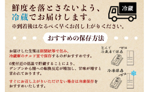 ＜西予市城川産 大きな生栗 3Lサイズ 約1kg（化粧箱入り）＞ 特大 大粒 マロン 焼き栗 栗ご飯 モンブラン 特産品 メニークエスト 愛媛県 西予市 【冷蔵】