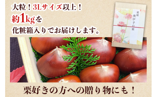 ＜西予市城川産 大きな生栗 3Lサイズ 約1kg（化粧箱入り）＞ 特大 大粒 マロン 焼き栗 栗ご飯 モンブラン 特産品 メニークエスト 愛媛県 西予市 【冷蔵】