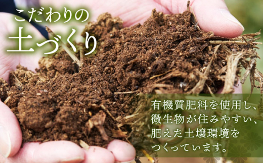 【爽やかな旨味】さざの 有機栽培茶 芽吹き 100g×3本【宝緑園】 [QAH006] お茶 有機栽培 お茶 佐々 長崎 お茶 お茶   