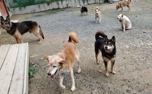 老犬ホームあんでは、いろいろな理由で飼えなくなってしまった老犬や成犬を預かり、犬と飼い主が安心して暮らせる環境を提供しています。