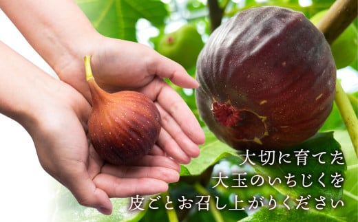 【8月中お届け】完熟 いちじく［極］ 無花果 2箱セット 【専用箱でお届け】2025年発送 イチジク 6月/7月/8月/9月/10月  贈答品  